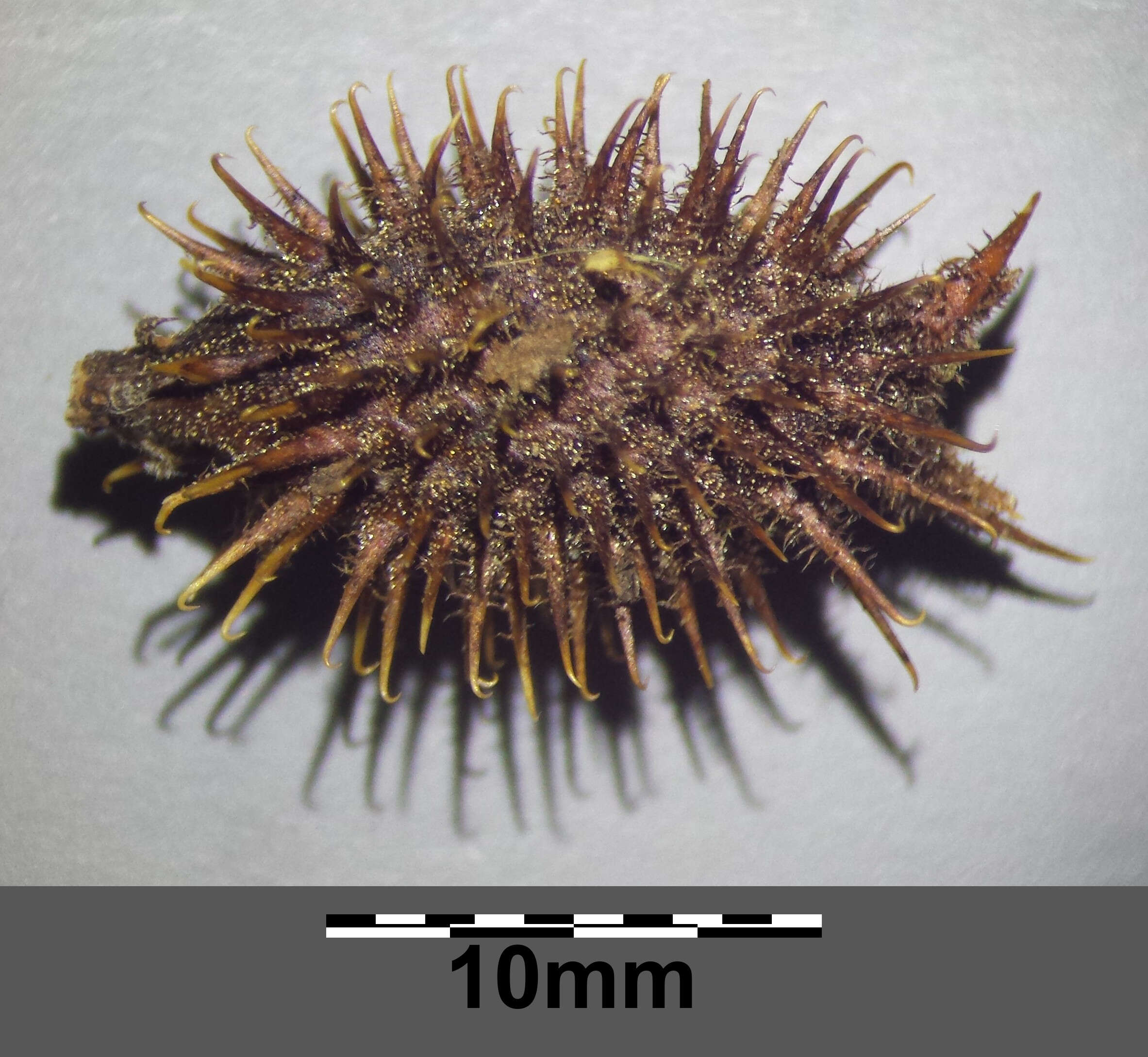 Imagem de Xanthium orientale L.