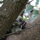 Image of Mexican Hairy Dwarf Porcupine