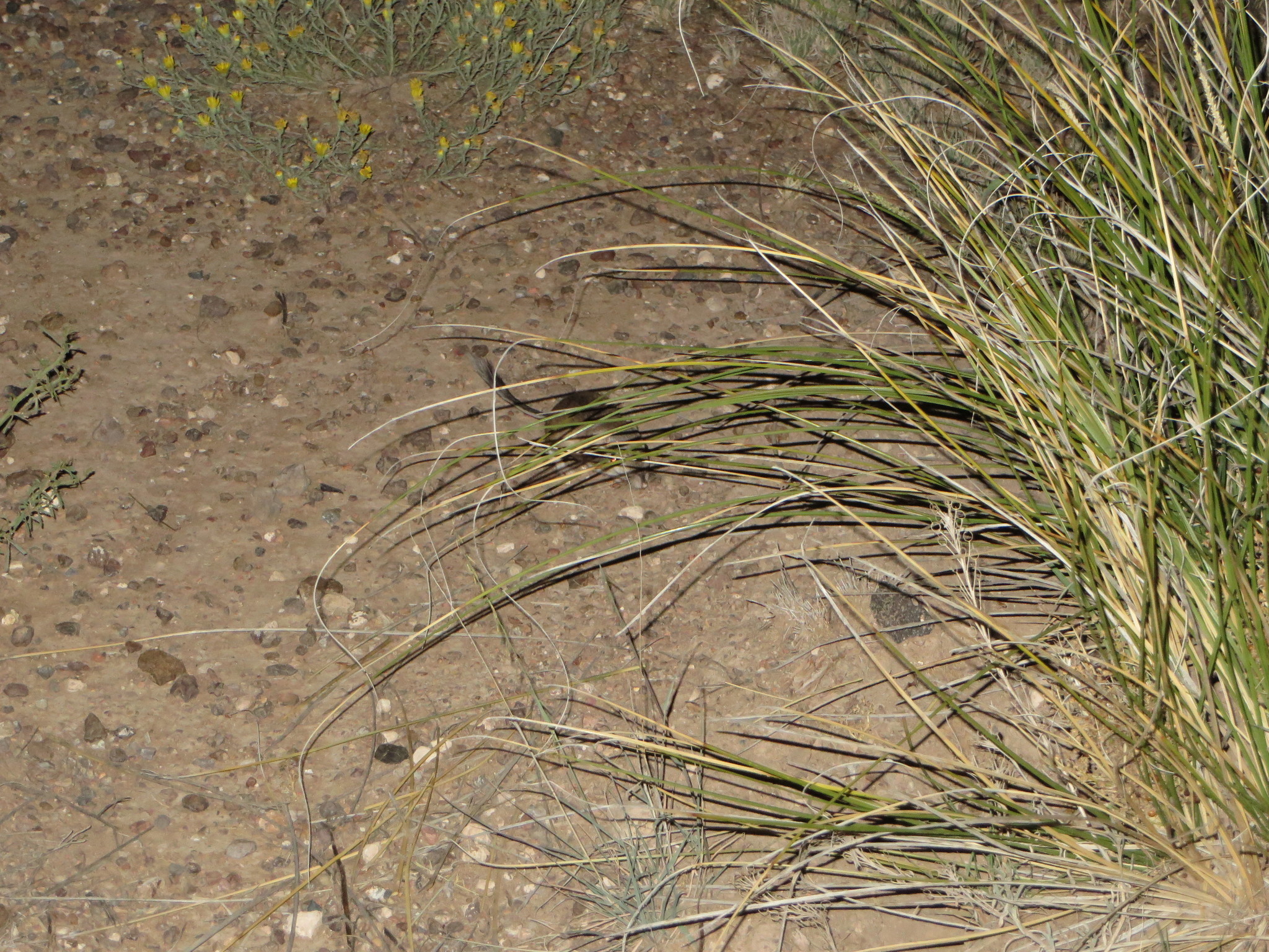 Image of Banner-tailed Kangaroo Rat