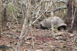 Image of Sierra Negra giant tortoise