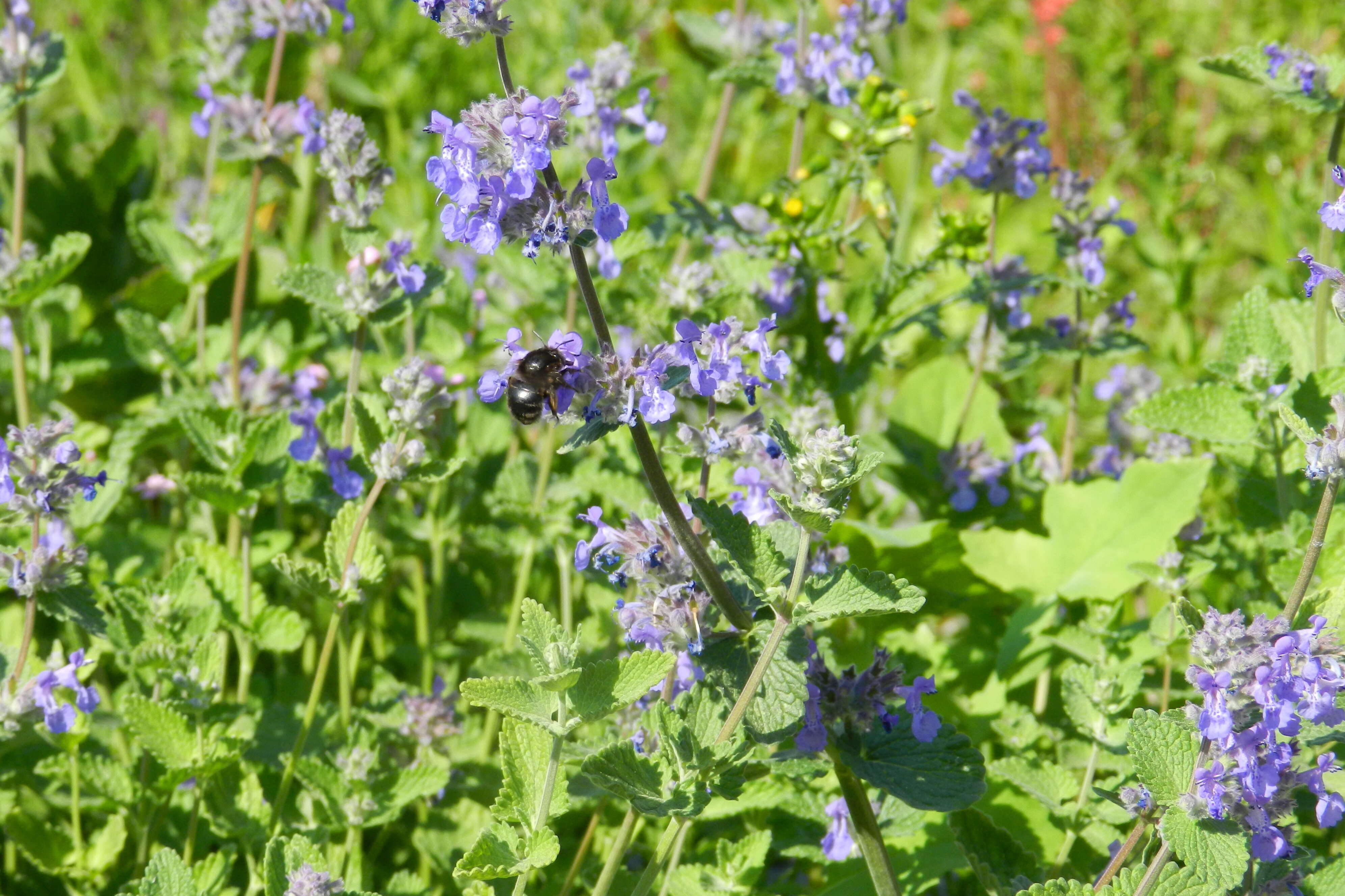 Image of Anthophora retusa (Linnaeus 1758)