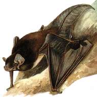 Image of Gould's Wattled Bat