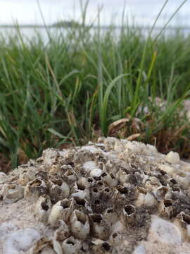 Image of Ivory barnacle