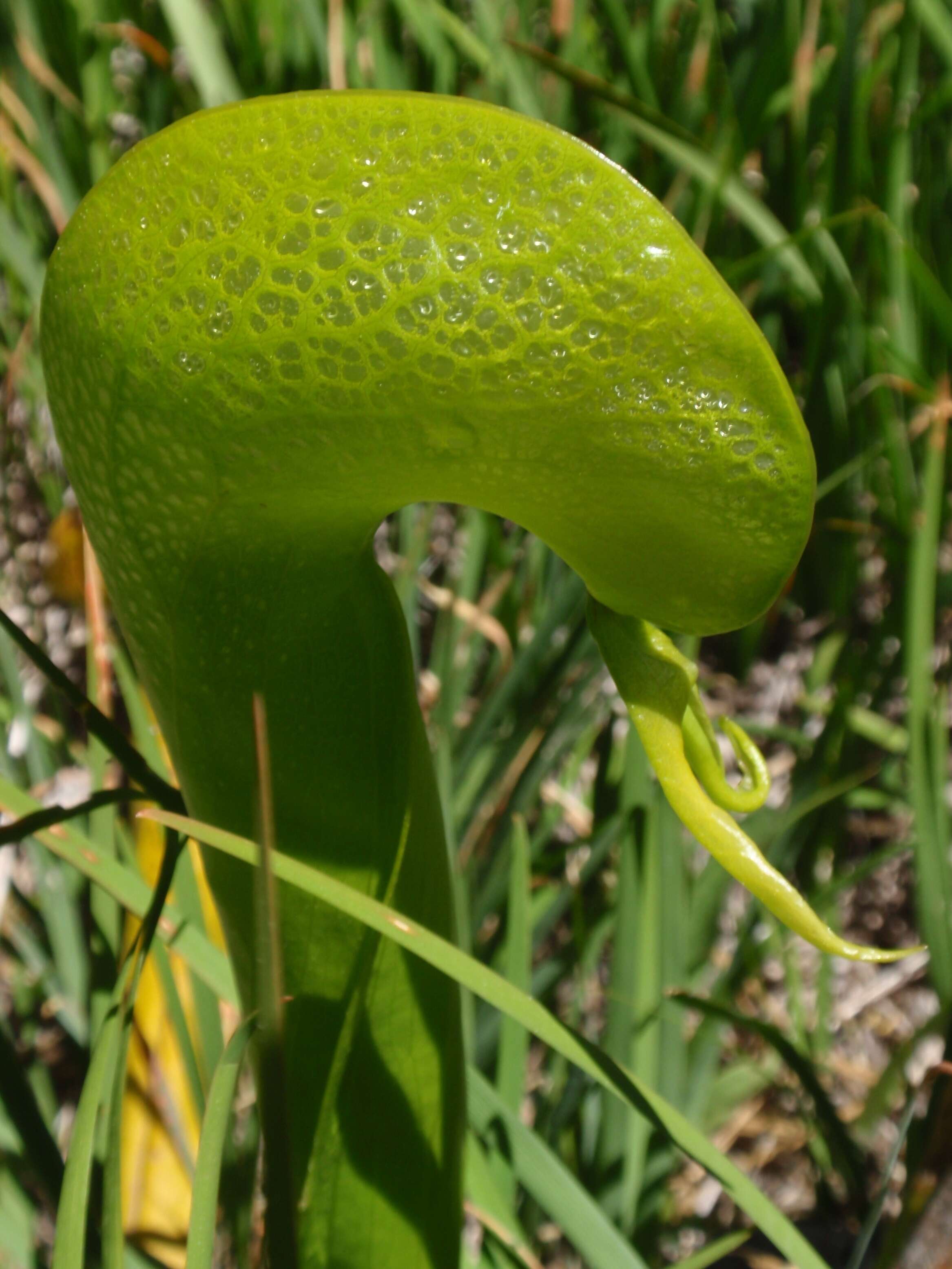 Image of California pitcherplant