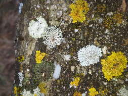 Image of Blue-gray rosette lichen