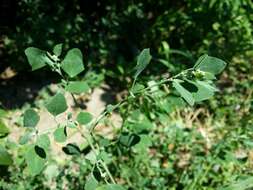 Plancia ëd Chenopodium opulifolium Schrader