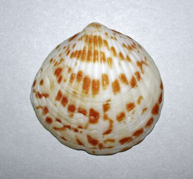 Image of Tucetona pectinata (Gmelin 1791)