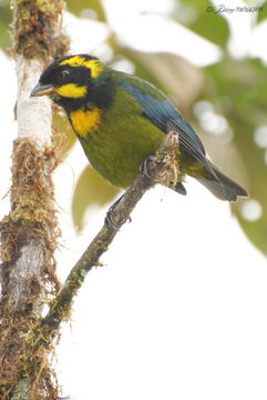 Image of Gold-ringed Tanager