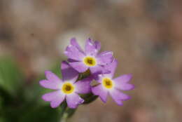 Слика од Primula stricta Hornem.