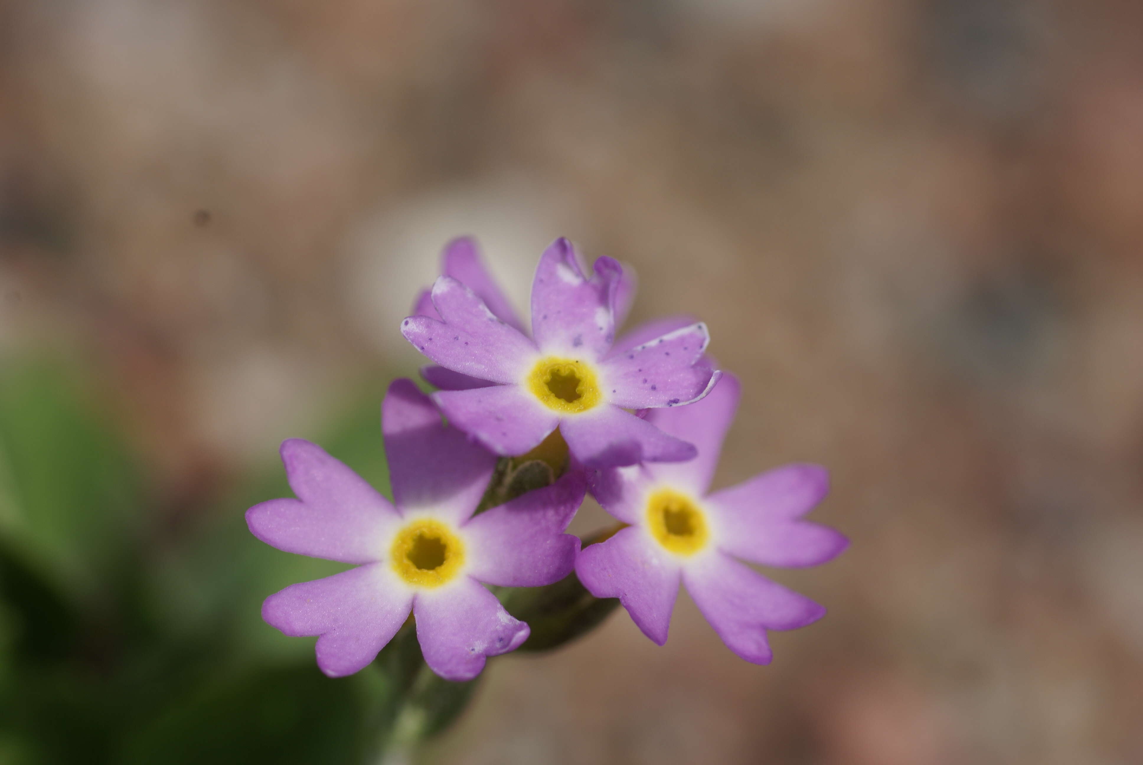 Image of erect primrose