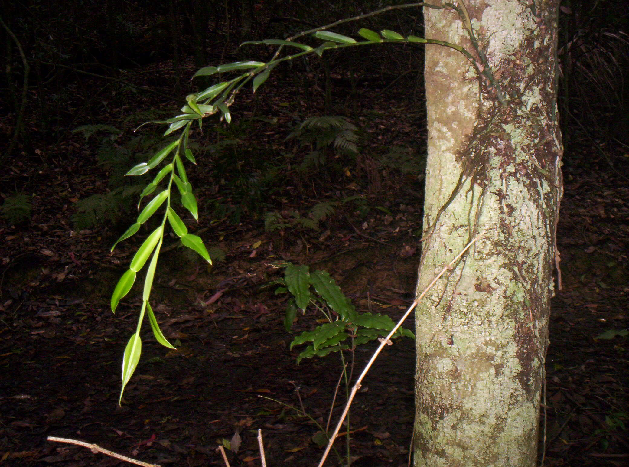 Image of Pothos longipes Schott