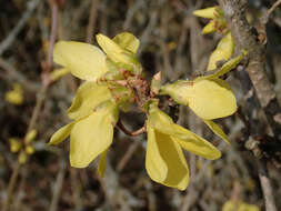 Imagem de Forsythia europaea Degen & Bald.