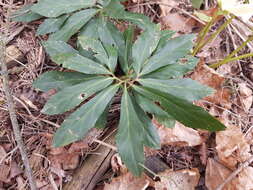 Image of black hellebore