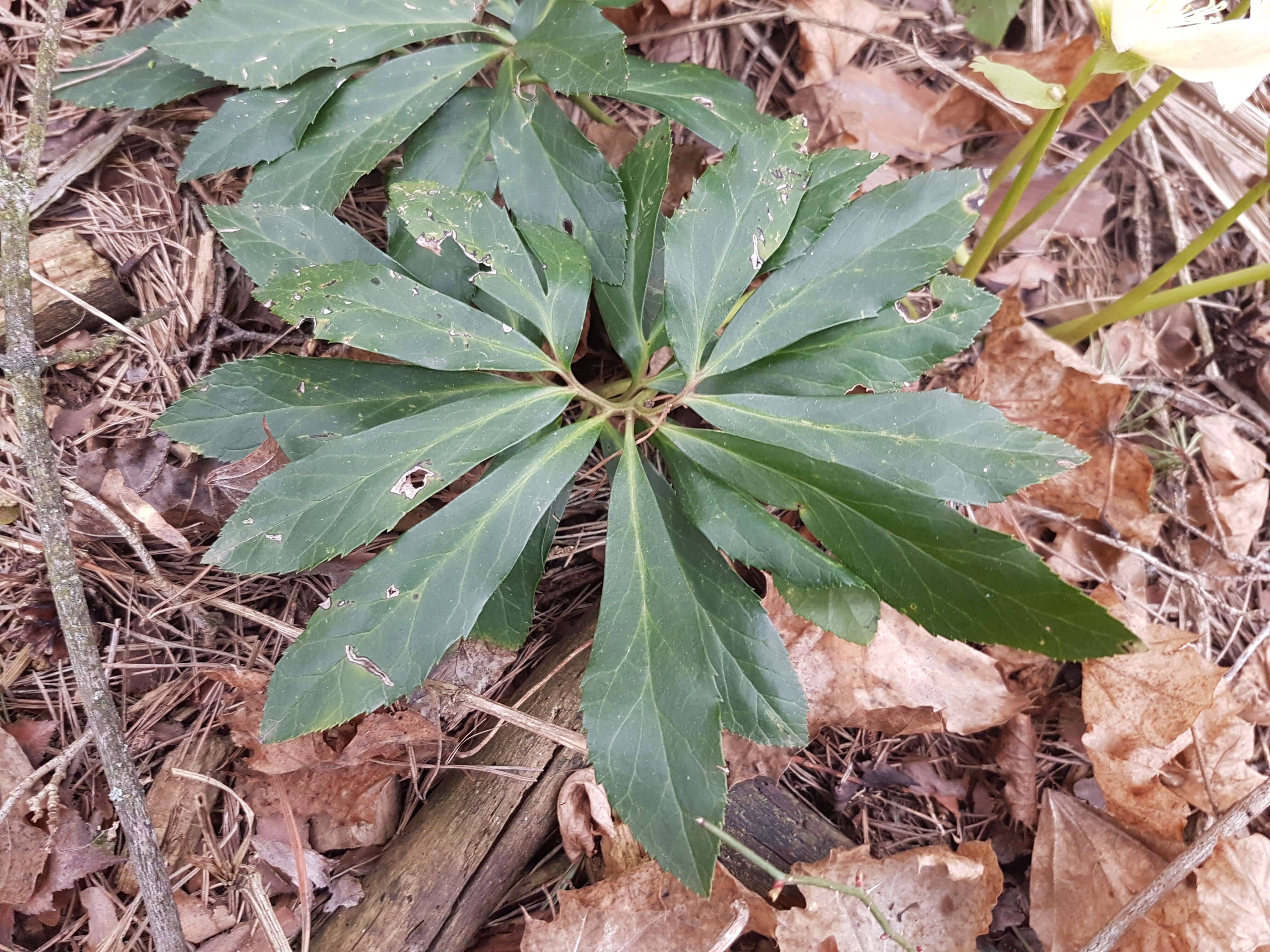 Image of black hellebore