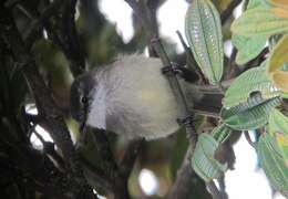 Image of White-throated Tyrannulet