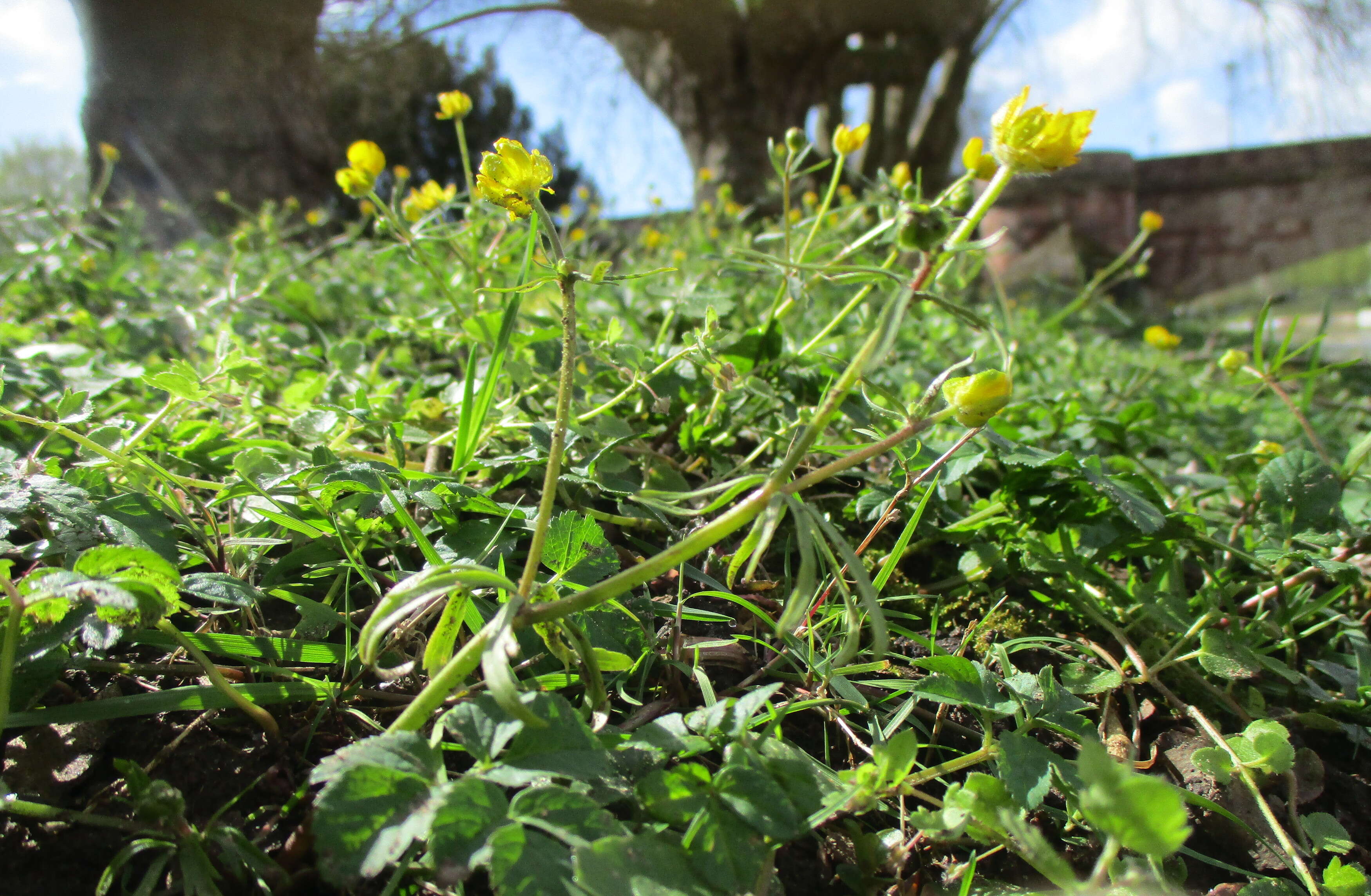 Image of Goldilocks Buttercup