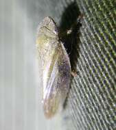 Image of European Alder Spittlebug