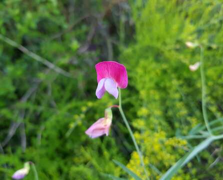 Imagem de Lathyrus clymenum L.