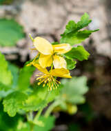 Image of celandine