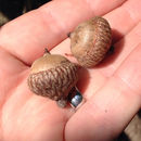 Image of <i>Quercus velutina</i>