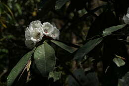 Image of Rhododendron grande Wight