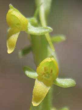 Image of Thurber's Bog Orchid