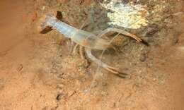 Image of Shelta Cave Crayfish