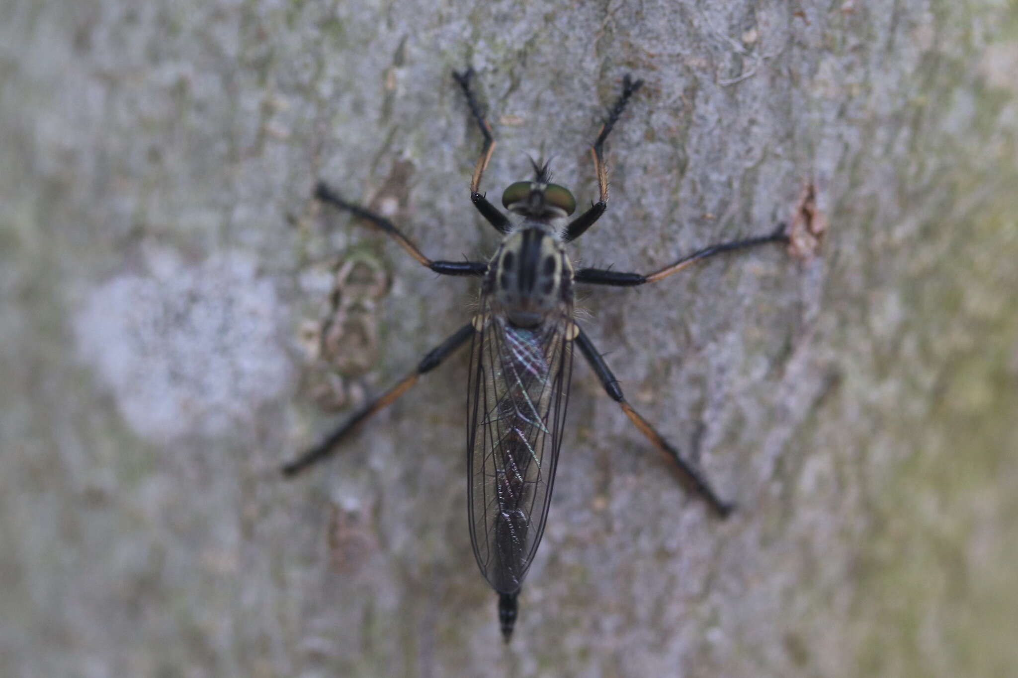 Image of Neoitamus cyanurus (Loew 1849)