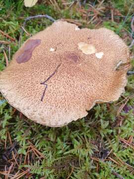 Imagem de Suillus variegatus (Sw.) Richon & Roze 1888