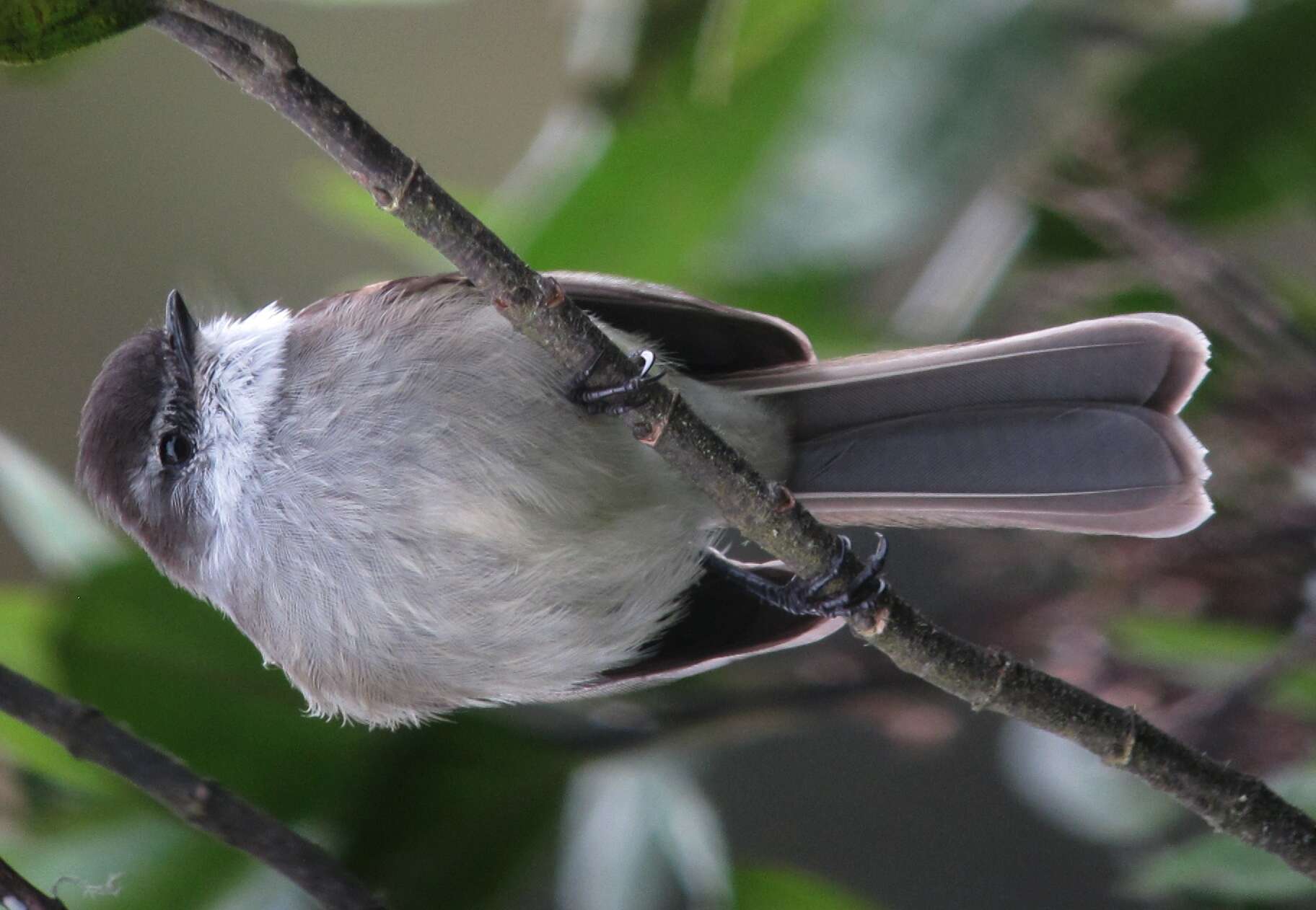 Image of White-throated Tyrannulet