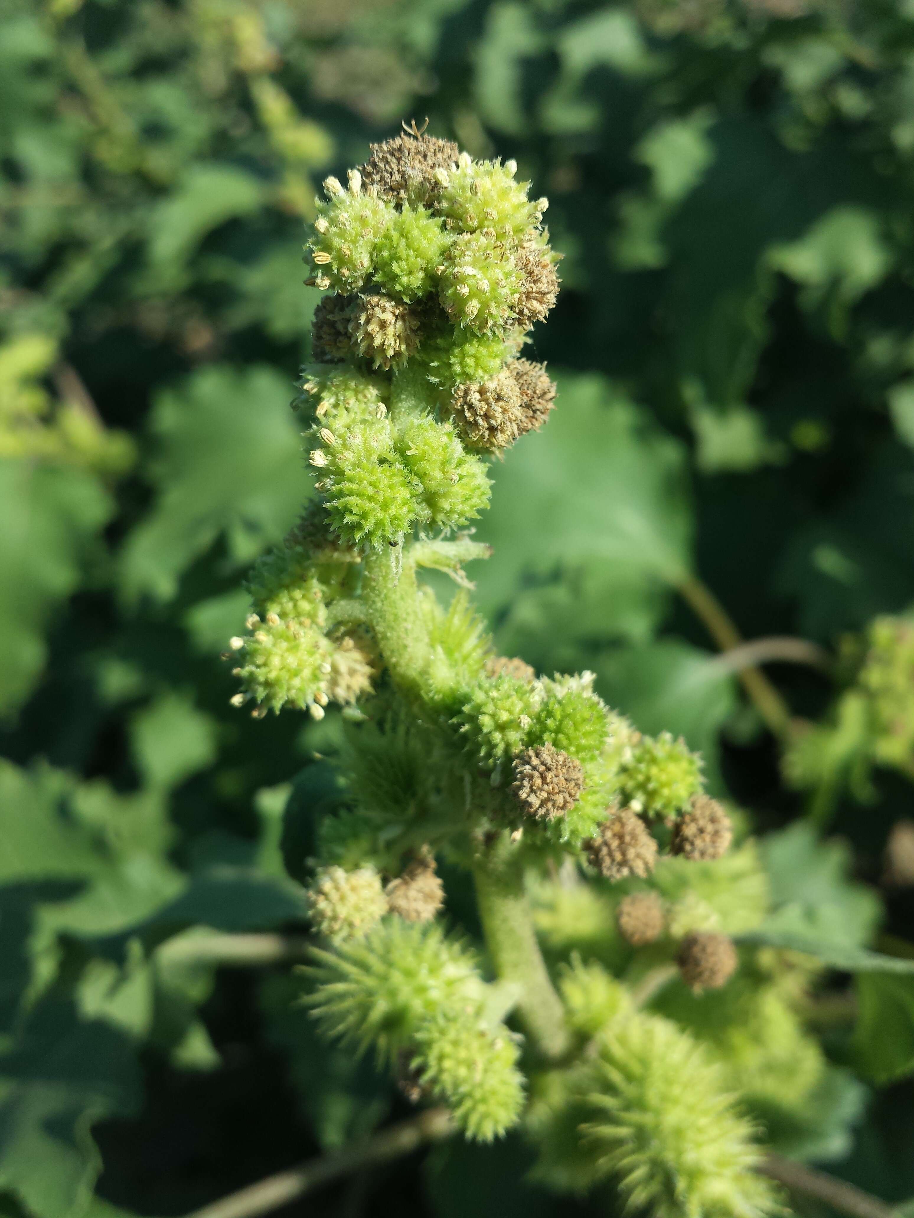 Imagem de Xanthium orientale L.