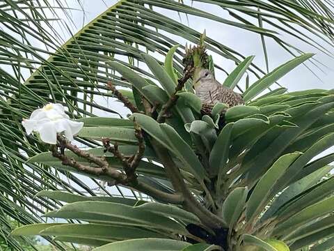 Image of Scaled Dove