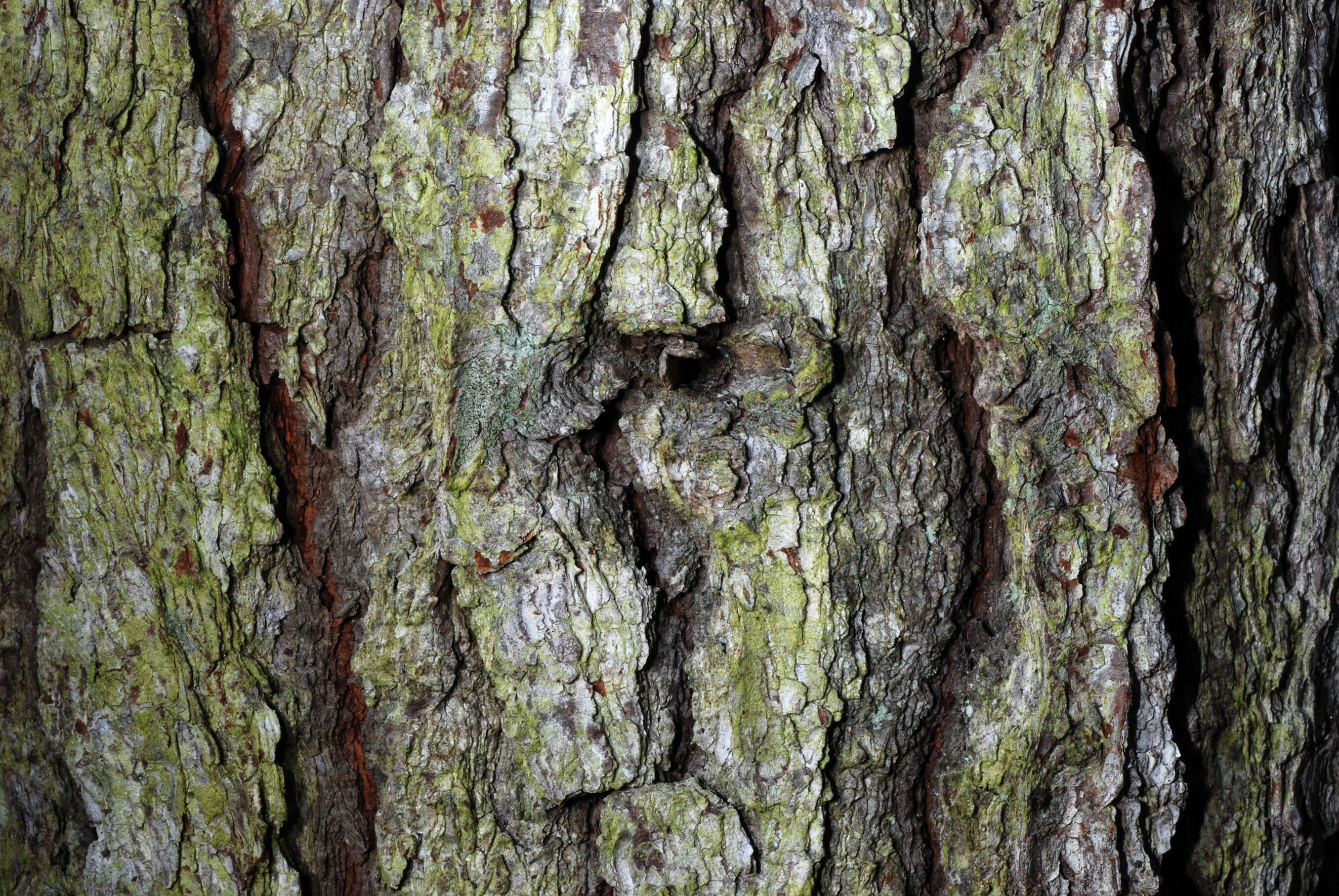 Image of Carolina Hemlock