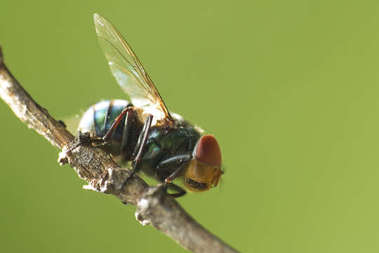 Image of Blue bottle fly