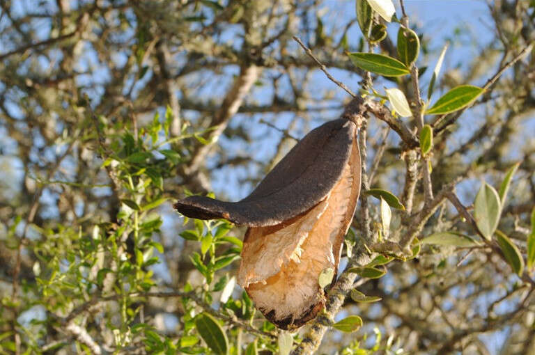 صورة Aspidosperma quebracho-blanco Schltdl.