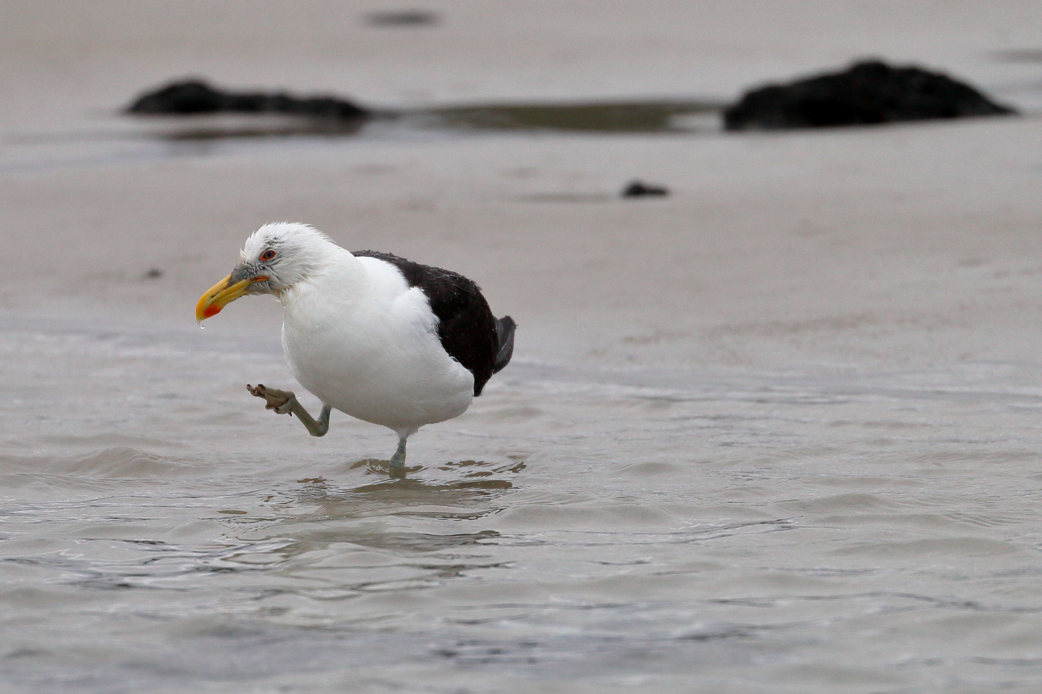 Image of Kelp Gull