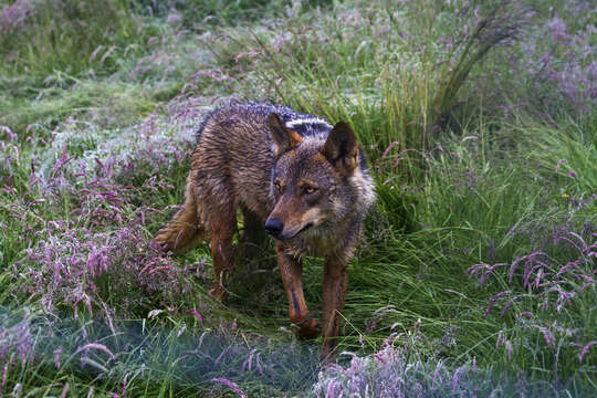 Image of Canis lupus signatus