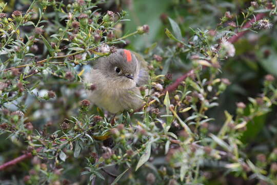 Image of Golden-crowned Kinglet