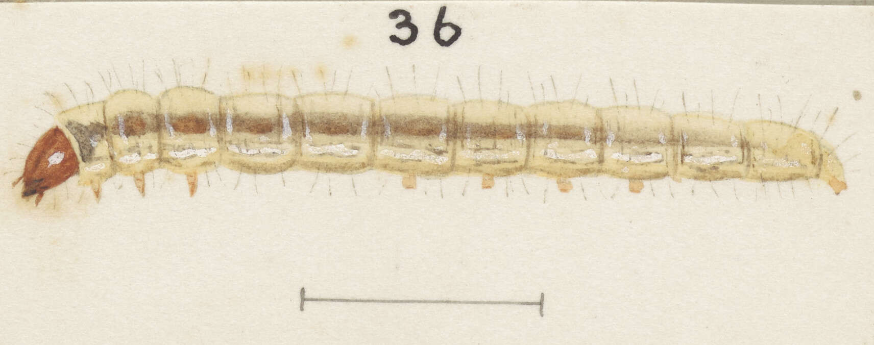 Image of Erechthias hemiclistra (Meyrick 1911)