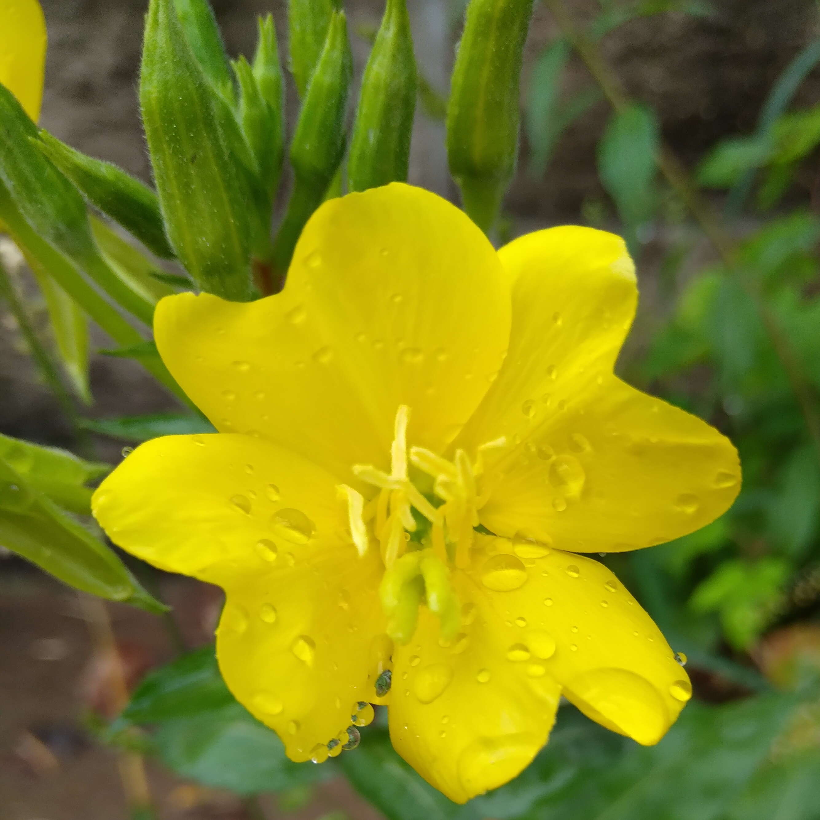 Image of common evening primrose