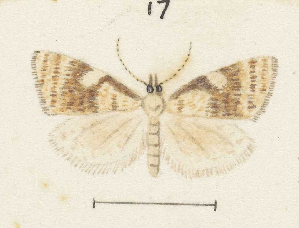 Image of Catamacta gavisana Walker 1863