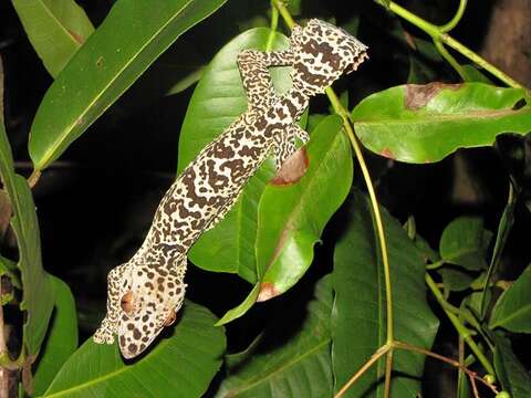 Uroplatus henkeli Böhme & Ibisch 1990 resmi