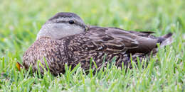 Image of Florida duck