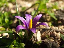 Image of crocus-leaved ROMULEA