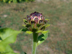 Imagem de Inula royleana DC.