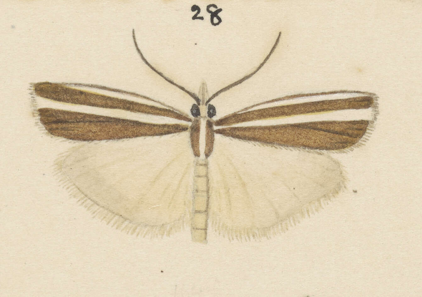 Image of Orocrambus siriellus Meyrick 1882