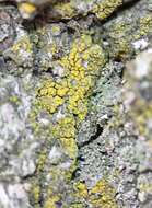 Image of eggyolk lichen