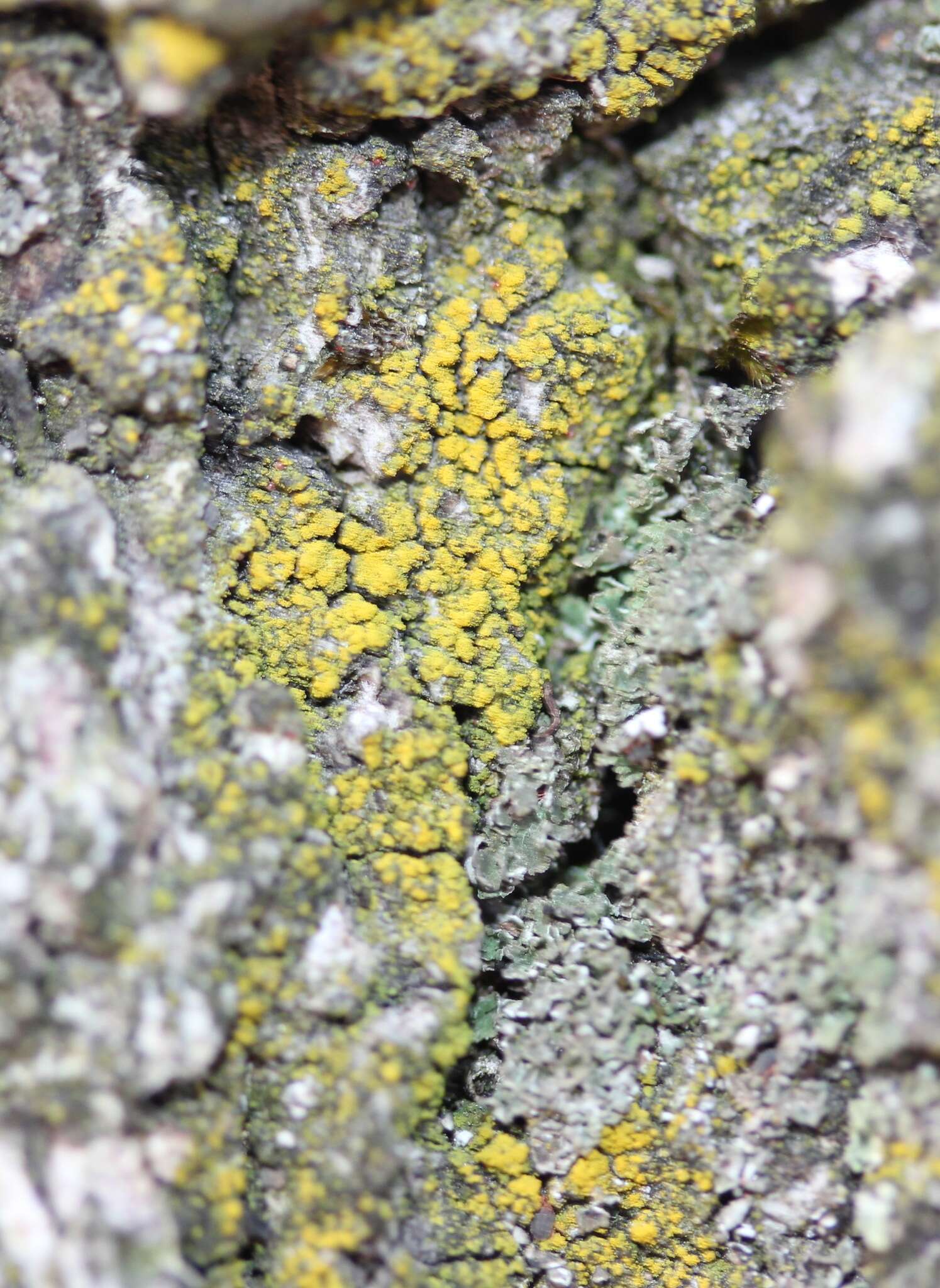 Image of eggyolk lichen