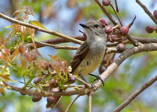 Image of Lesser Antillean Flycatcher