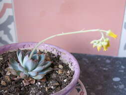 Image of Echeveria pulidonis Walther